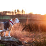 Hunde Fotoshooting im Sonnenuntergang
