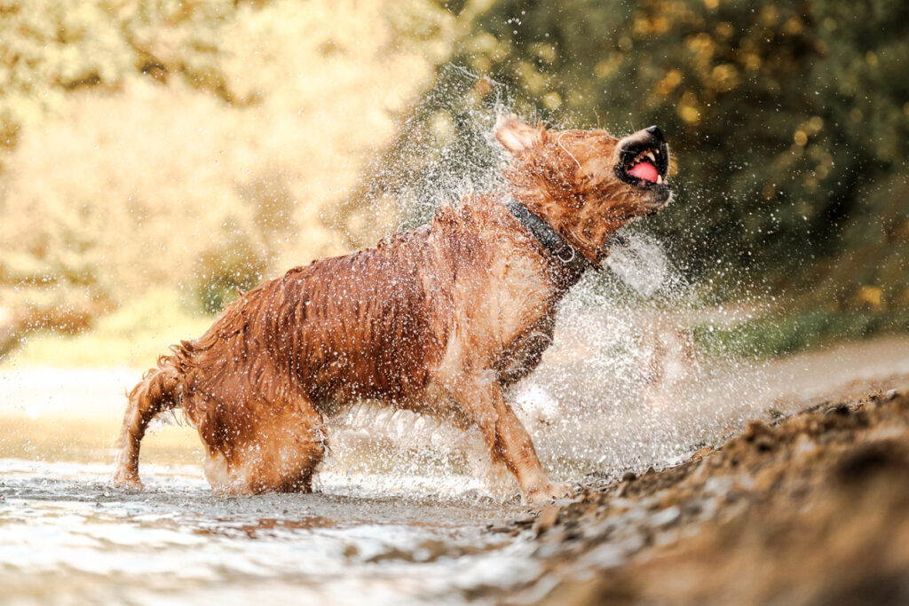 Hunde Fotoshooting am Wasser