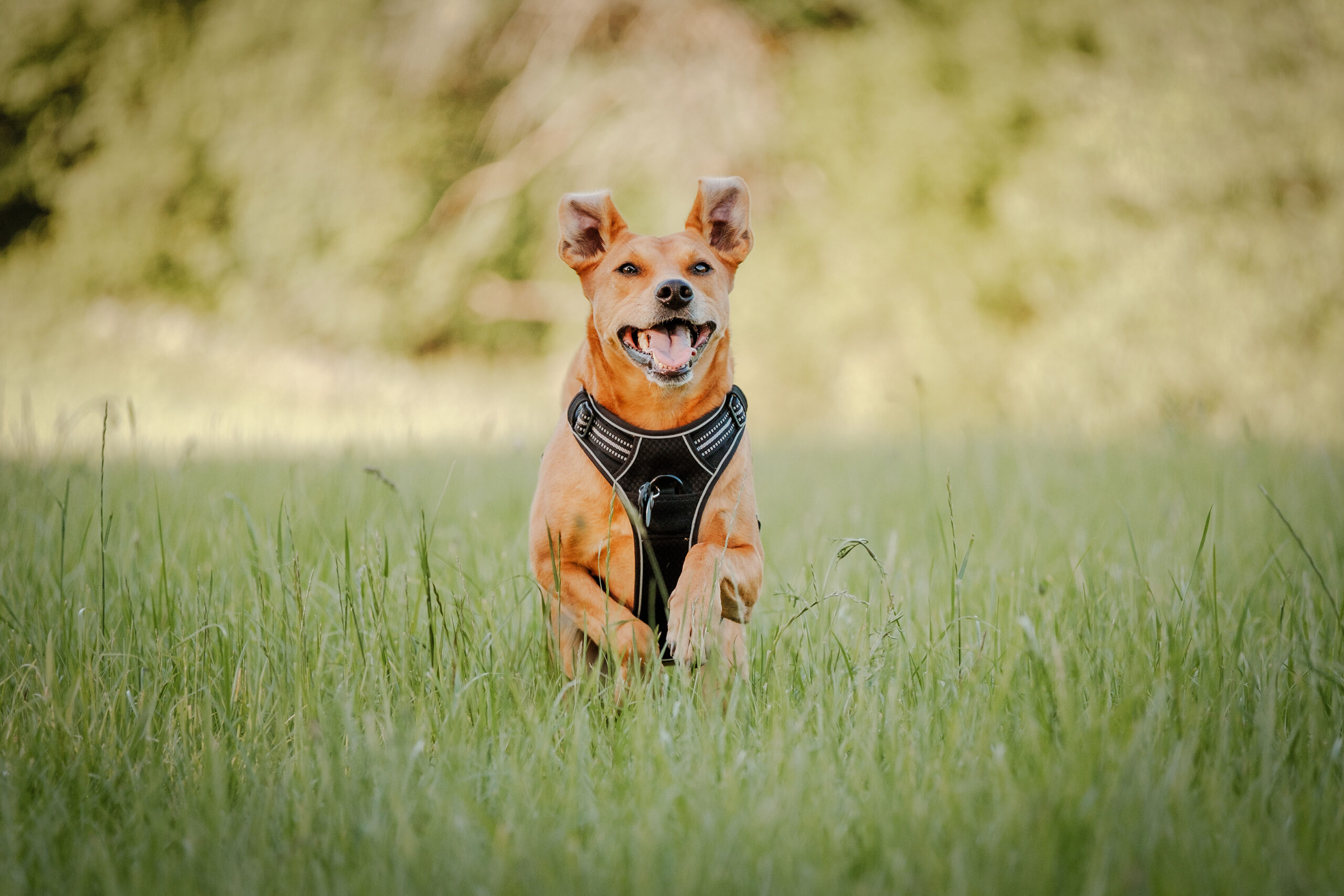 Hundefotografie Gummersbach dein Hund im Mittelpunkt