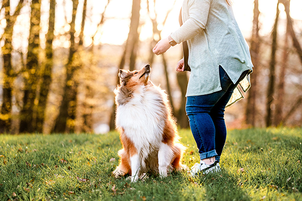 Innige Momente zwischen Hund und Mensch – wertvolle Erinnerungen.