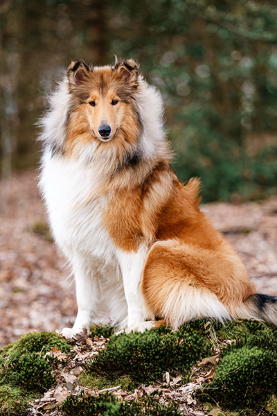 Nahaufnahme eines Hundes beim Fotoshooting mit Fotografin Eva Backes in Gummersbach.