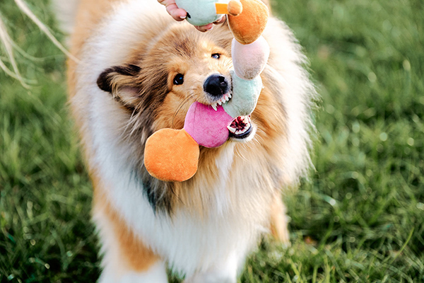Verspielter Hund beim Hundefotoshooting Gummersbach